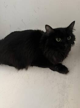 Lynwood -  Domestic Long Hair Cat for Adoption in Denver, Colorado - Lynwood | PetCurious