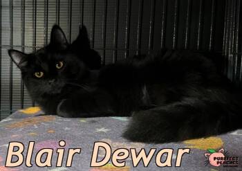Rescue Maine Coon and Domestic Long Hair Cats for Adoption in Douglasville, Georgia - Blair Dewar | PetCurious