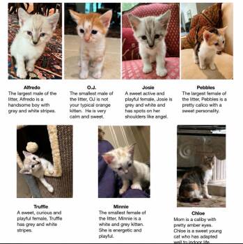 White Litter -  American Shorthair Cat for Adoption in Atlanta, Georgia - White Litter | PetCurious