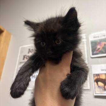 Binx -  Domestic Medium Hair Cat for Adoption in Chattanooga, Tennessee - Binx | PetCurious