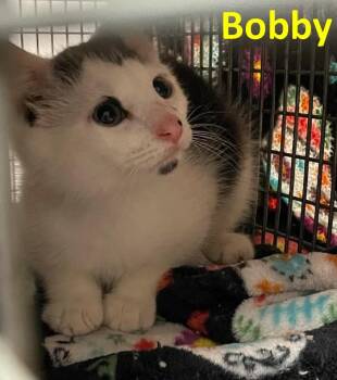 Rescue American Shorthair Cats for Adoption in Rochester, New York - Bobby | PetCurious