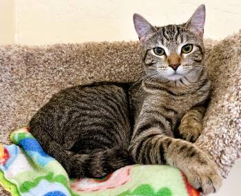 Rescue Domestic Short Hair Cats for Adoption in Prescott, Arizona - SANDY | PetCurious