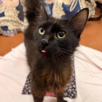 Frankie -  Domestic Long Hair Cat for Adoption in Goleta, California - Frankie | PetCurious