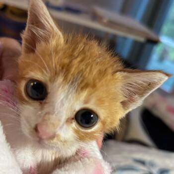 Domestic Short Hair Cats Available for Adoption in Volcano, Hawaii - Soso | PetCurious