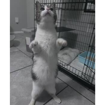 Domestic Short Hair Cats Available for Adoption in Austin, Texas - Maisie | PetCurious