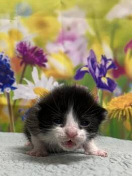 Domestic Short Hair Cats Available for Adoption in San Antonio, Texas - Flapjack | PetCurious