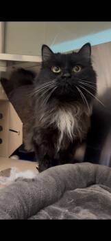 Remy -  Domestic Medium Hair Cat for Adoption in Stratham, New Hampshire - Remy | PetCurious