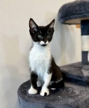 Tinola -  Domestic Short Hair Cat for Adoption in Newport, Oregon - Tinola | PetCurious