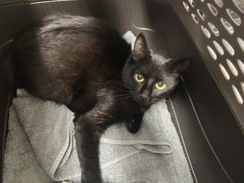Rescue Domestic Short Hair Cats for Adoption in Kent, Washington - BARN CAT CELESTIAL | PetCurious