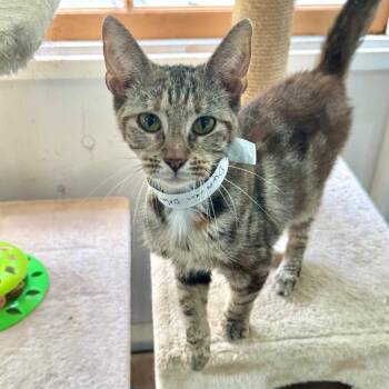 Dwarven Defender -  Domestic Short Hair Cat for Adoption in Fredericksburg, Virginia - Dwarven Defender | PetCurious