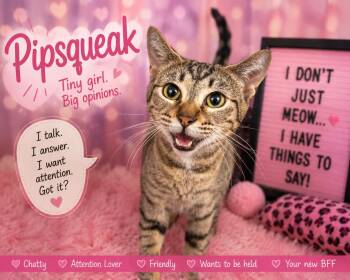 Tabby Cats Available for Adoption in Greenville, Delaware - Pipsqueak (FCID# 05/11/2026 - 29 Trainer) | PetCurious