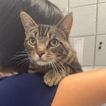 Nathan Fielder (Holland Cat Cove) -  Domestic Short Hair Cat for Adoption in West Olive, Michigan - Nathan Fielder (Holland Cat Cove) | PetCurious
