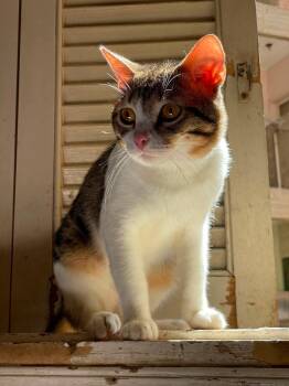 British Shorthair and Egyptian Mau Cats Available for Adoption in Brampton, Ontario - Pitachio | PetCurious