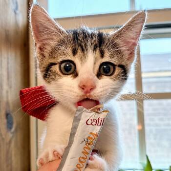 Azalea Lumberton -  Tabby and Domestic Short Hair Cat for Adoption in Friendswood, Texas - Azalea Lumberton | PetCurious