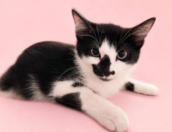 Fruit Loop -  Domestic Long Hair Cat for Adoption in Calimesa, California - Fruit Loop | PetCurious