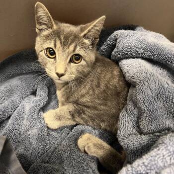 72562 -  Domestic Short Hair Cat for Adoption in Harrisonburg, Virginia - 72562 | PetCurious