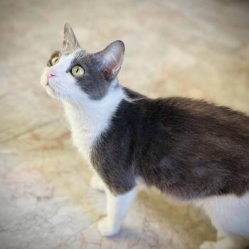 Jada -  Domestic Short Hair and Russian Blue Cat for Adoption in Fort Worth, Texas - Jada | PetCurious