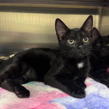 Oregano 28697 -  Domestic Short Hair Cat for Adoption in Middleburg, Florida - Oregano 28697 | PetCurious