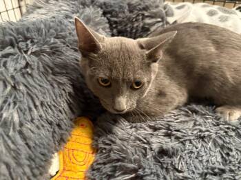 Shelley -  Domestic Short Hair Cat for Adoption in Raleigh, North Carolina - Shelley | PetCurious