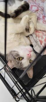 Rescue Domestic Short Hair Cats for Adoption in Windsor, Connecticut - Shade Grey | PetCurious