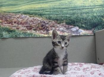 A551964 -  Domestic Short Hair Cat for Adoption in Moreno Valley, California - A551964 | PetCurious