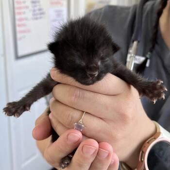 Domestic Short Hair Cats Available for Adoption in Chapel Hill, North Carolina - Twilight | PetCurious