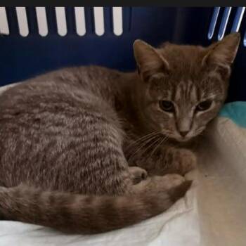 Domestic Short Hair Cats Available for Adoption in New York, New York - Harlequin | PetCurious