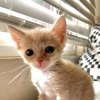 Rumi -  Domestic Short Hair Cat for Adoption in Tucson, Arizona - Rumi | PetCurious