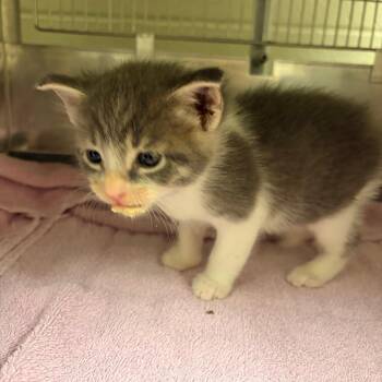 Bram -  Domestic Short Hair Cat for Adoption in Chicago, Illinois - Bram | PetCurious