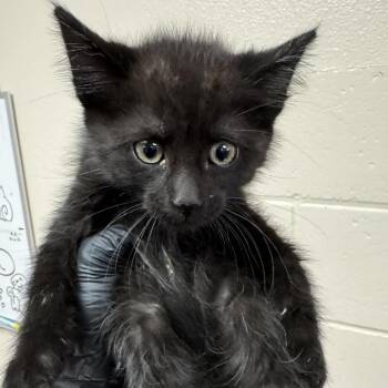 Gable -  Domestic Short Hair Cat for Adoption in Reno, Nevada - Gable | PetCurious