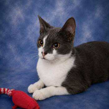 Dexter -  Domestic Short Hair Cat for Adoption in Springfield, Ohio - Dexter | PetCurious