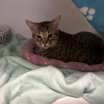 Domestic Short Hair Cats Available for Adoption - Therbert | PetCurious