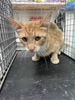 MACARONI -  Domestic Short Hair Cat for Adoption in Killeen, Texas - MACARONI | PetCurious