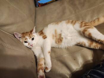 Peso -  Domestic Short Hair Cat for Adoption in Morganton, North Carolina - Peso | PetCurious