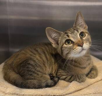 Bookmark -  Domestic Short Hair Cat for Adoption in Columbia, Tennessee - Bookmark | PetCurious