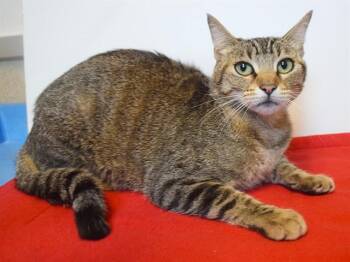 JORDAN -  Abyssinian and Domestic Short Hair Cat for Adoption in Sacramento, California - JORDAN | PetCurious