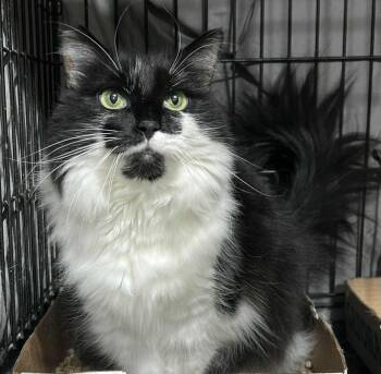 Rescue Norwegian Forest Cat and Domestic Long Hair Cats for Adoption in Westfield, Massachusetts - Riley | PetCurious