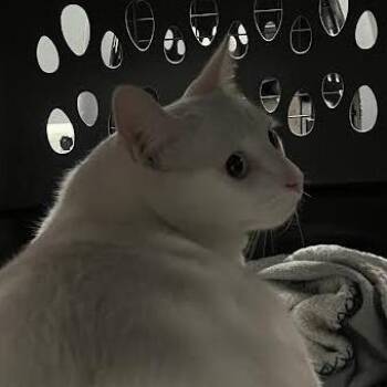 Forest -  Domestic Short Hair Cat for Adoption in Dearborn, Michigan - Forest | PetCurious