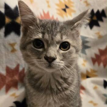 Domestic Short Hair Cats Available for Adoption in Vineland, New Jersey - Rumi | PetCurious