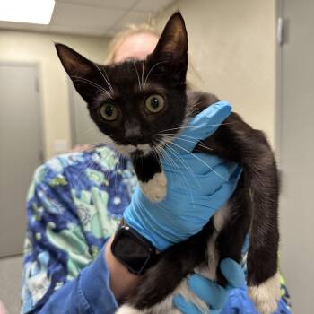 Domestic Short Hair Cats Available for Adoption in New York, New York - Hanami | PetCurious