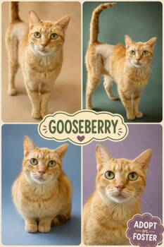 Gooseberry (FCID# 07/15/2026 - 40 Trainer) C -  Tabby Cat for Adoption in Greenville, Delaware - Gooseberry (FCID# 07/15/2026 - 40 Trainer) C | PetCurious