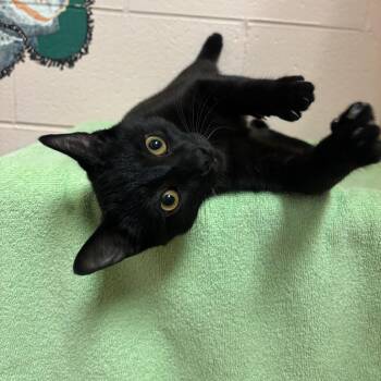 Domestic Short Hair Cats Available for Adoption in Owosso, Michigan - Olav | PetCurious