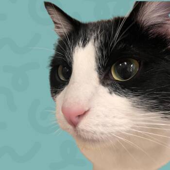 Merlin -  Domestic Short Hair Cat for Adoption in Reno, Nevada - Merlin | PetCurious