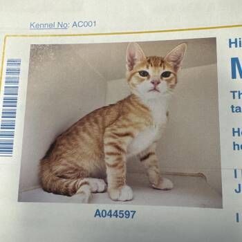 Malbec -  Domestic Short Hair Cat for Adoption in Lake Jackson, Texas - Malbec | PetCurious