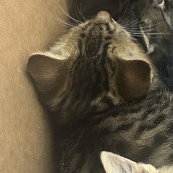 Domestic Short Hair Cats Available for Adoption in Philadelphia, Pennsylvania - East | PetCurious