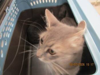 Twilight (624) -  Domestic Short Hair Cat for Adoption in Marietta, Georgia - Twilight (624) | PetCurious