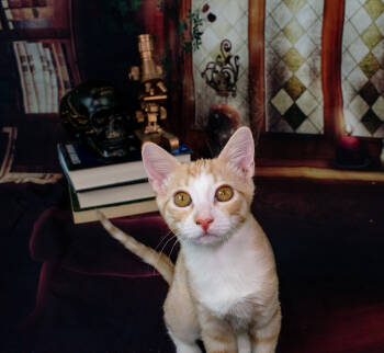 Rescue Domestic Short Hair Cats for Adoption in Richardson, Texas - Atom | PetCurious