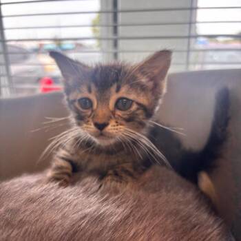 Walton -  Domestic Short Hair Cat for Adoption in Lenexa, Kansas - Walton | PetCurious