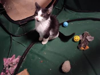 Bean Bag Toss -  Domestic Short Hair Cat for Adoption in Cincinnati, Ohio - Bean Bag Toss | PetCurious
