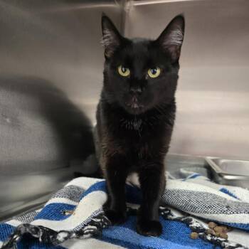 Danica -  Domestic Short Hair Cat for Adoption in Prineville, Oregon - Danica | PetCurious